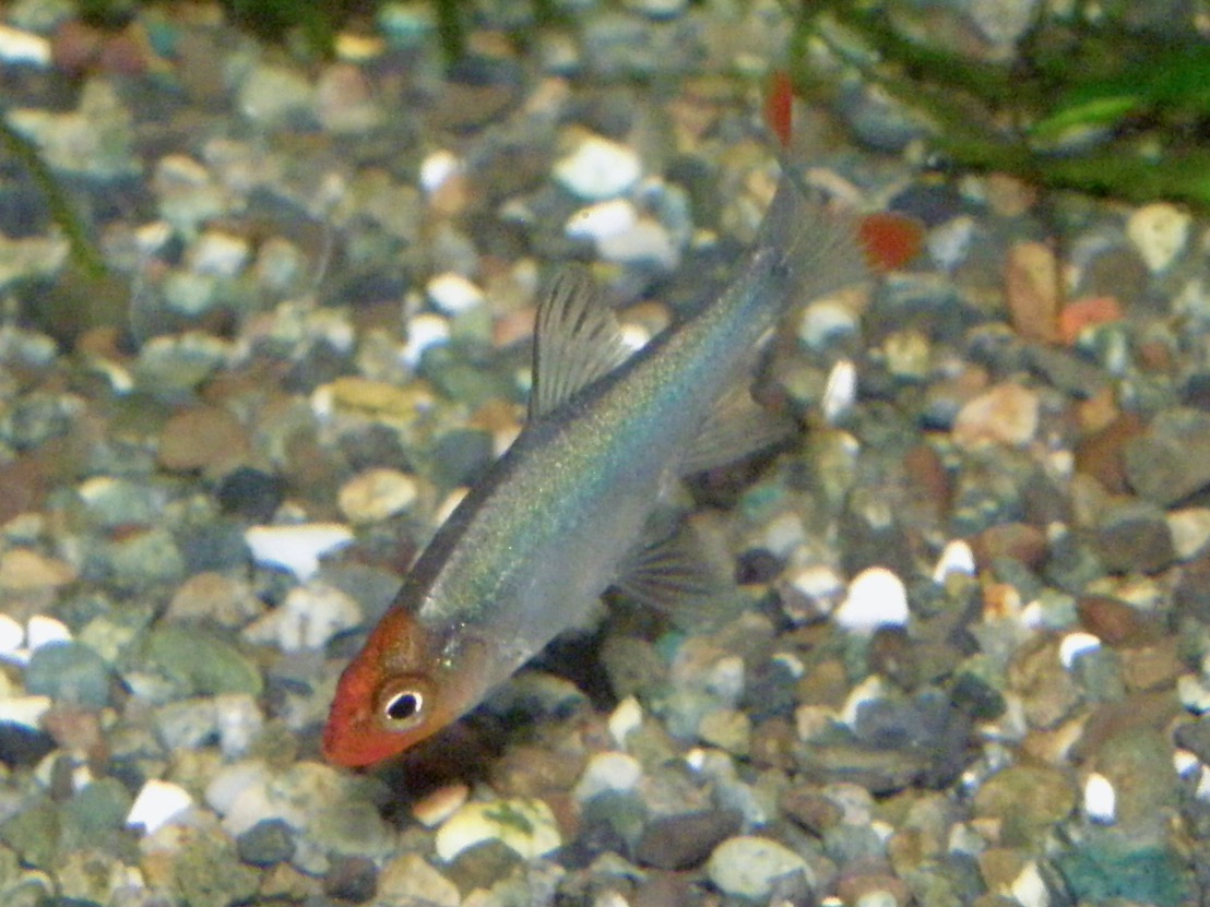 Sawbwa resplendens