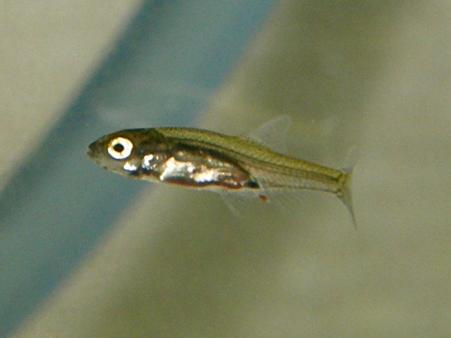 Sawbwa resplendens breeding fry レッドフィンレッドノーズ繁殖