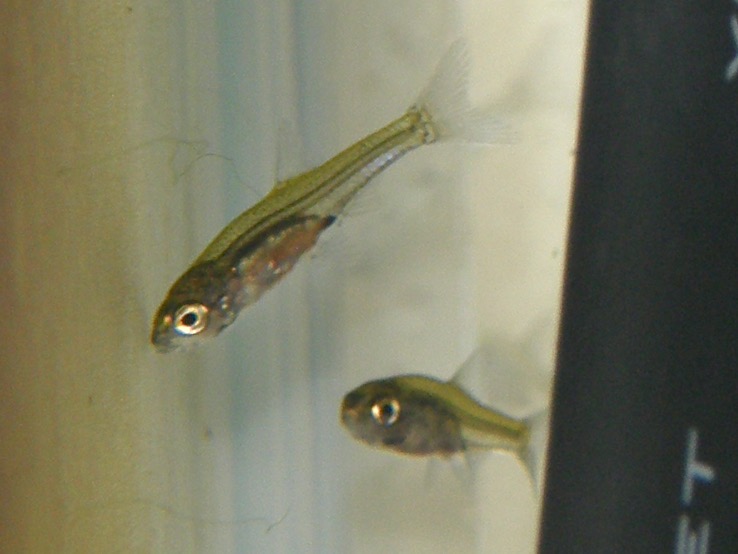 Sawbwa resplendens breeding fry レッドフィンレッドノーズ繁殖