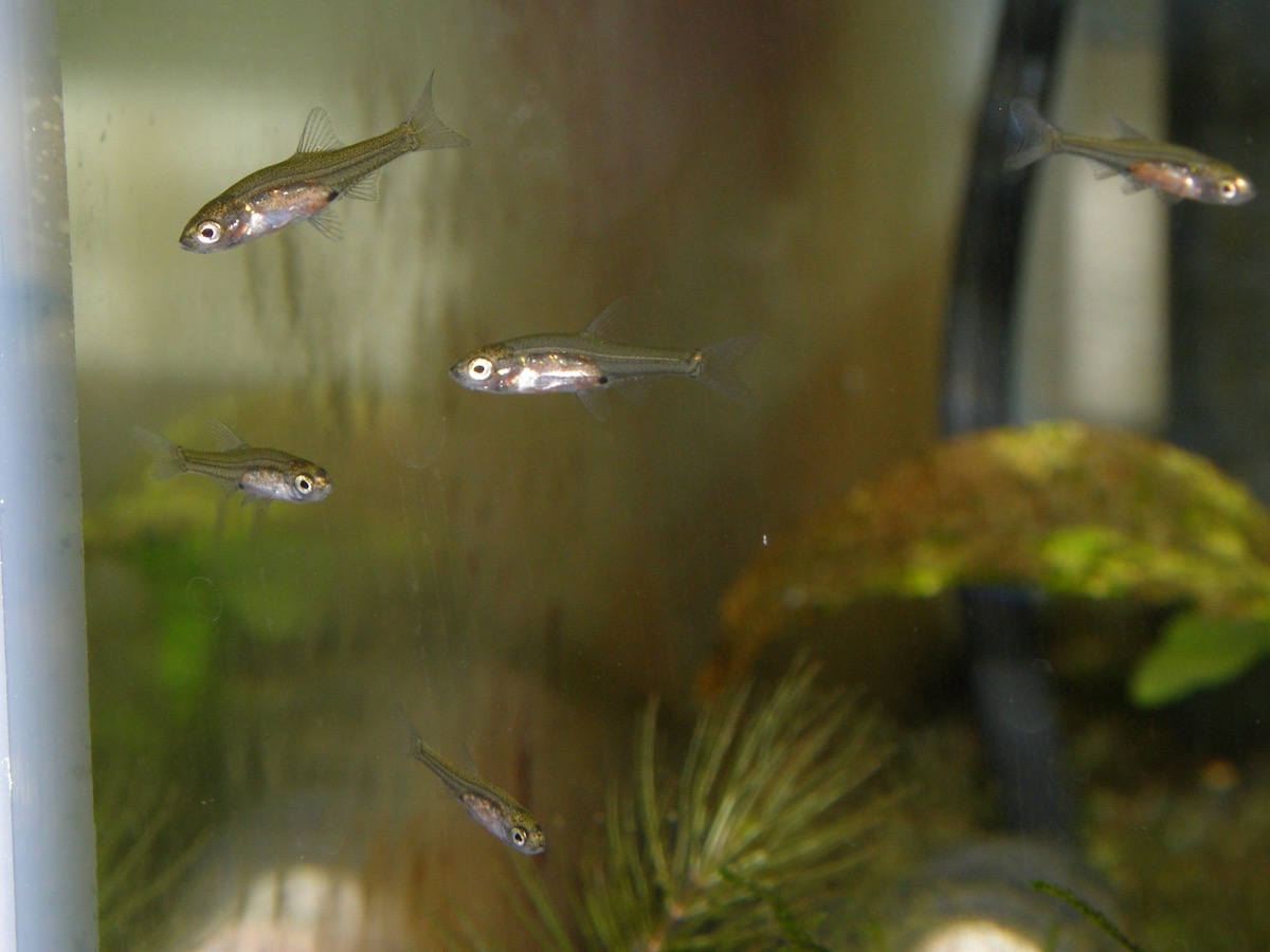 Sawbwa resplendens breeding fry レッドフィンレッドノーズ繁殖