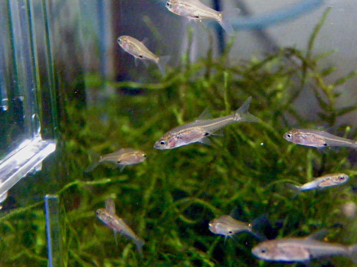 Sawbwa resplendens breeding fry レッドフィンレッドノーズ繁殖