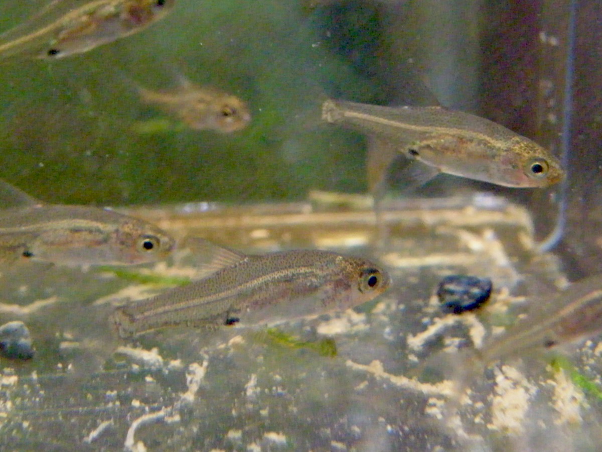 Sawbwa resplendens breeding fry レッドフィンレッドノーズ繁殖