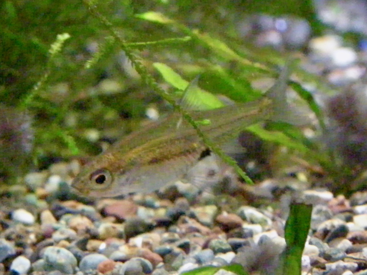 Sawbwa resplendens