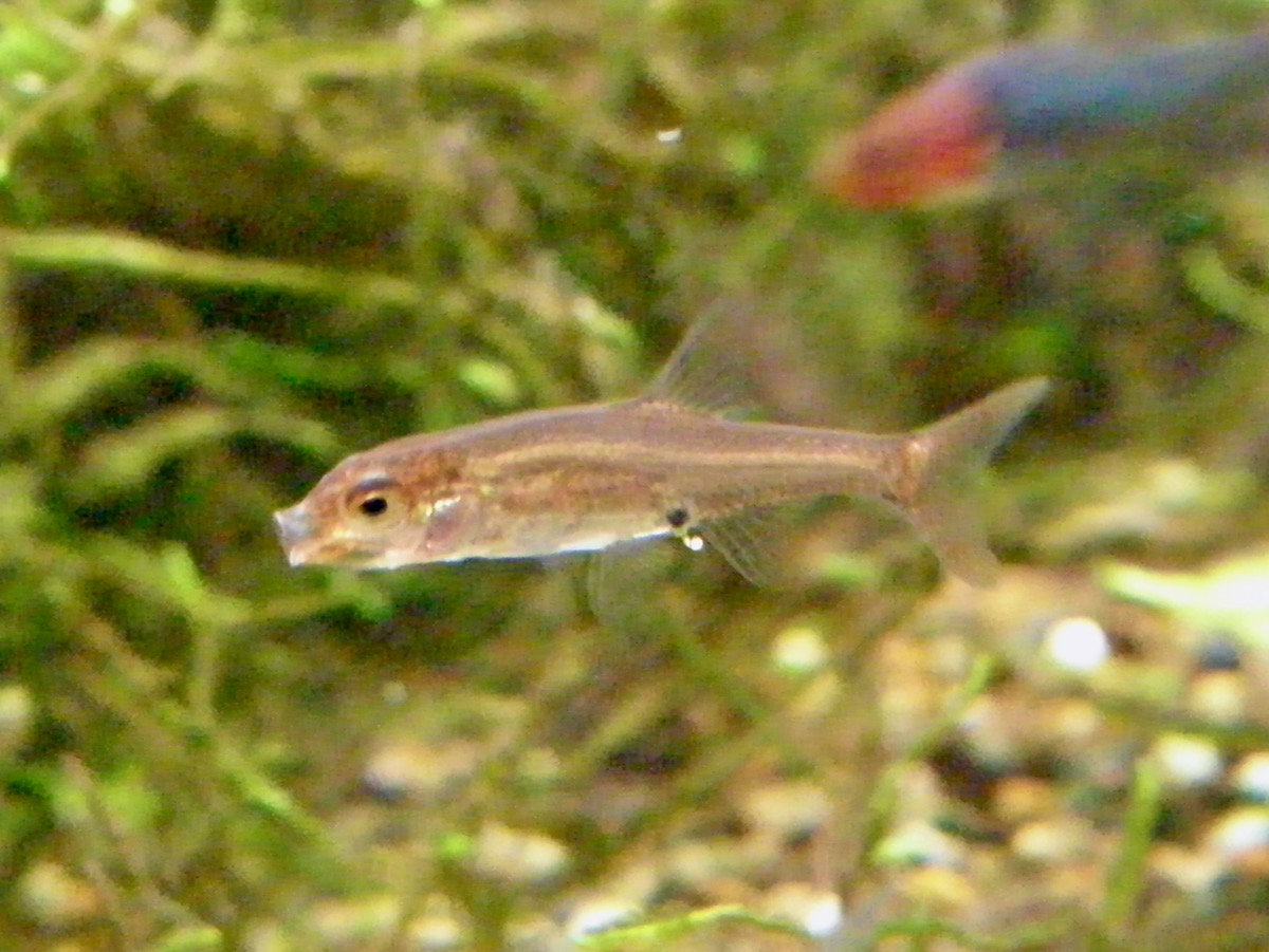 Sawbwa resplendens breeding fry レッドフィンレッドノーズ繁殖