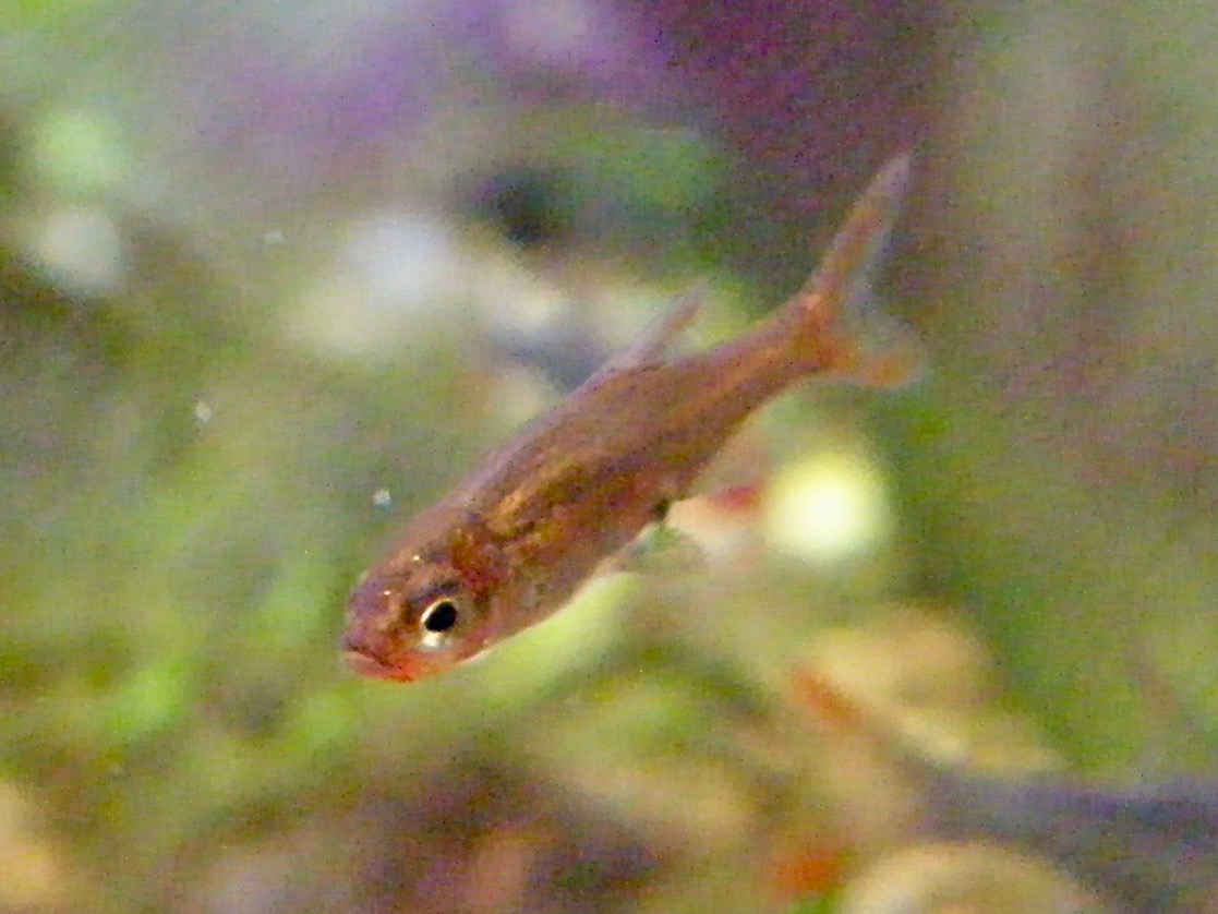 Sawbwa resplendens breeding fry レッドフィンレッドノーズ繁殖