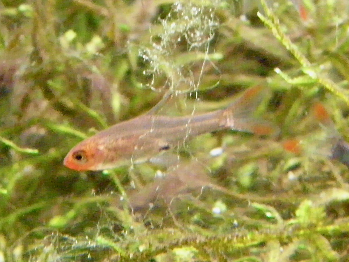 Sawbwa resplendens breeding fry レッドフィンレッドノーズ繁殖