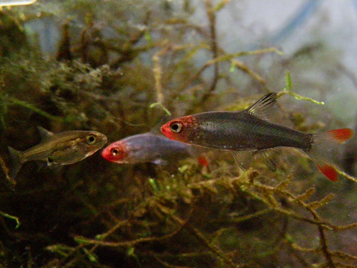 Sawbwa resplendens breeding fry レッドフィンレッドノーズ繁殖