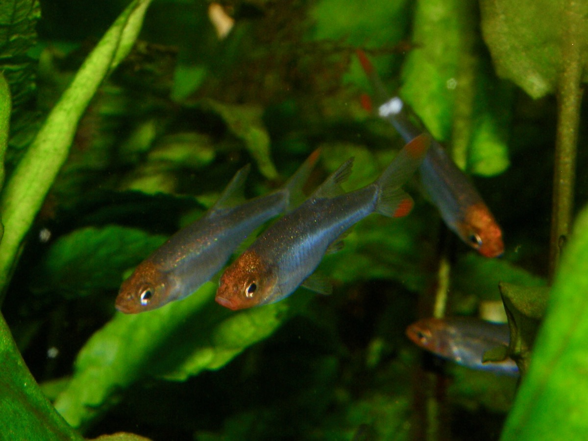 Sawbwa resplendens breeding fry レッドフィンレッドノーズ繁殖