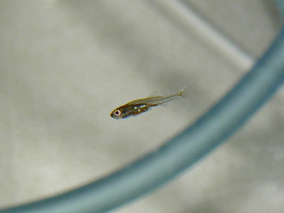 Sawbwa resplendens breeding fry レッドフィンレッドノーズ繁殖