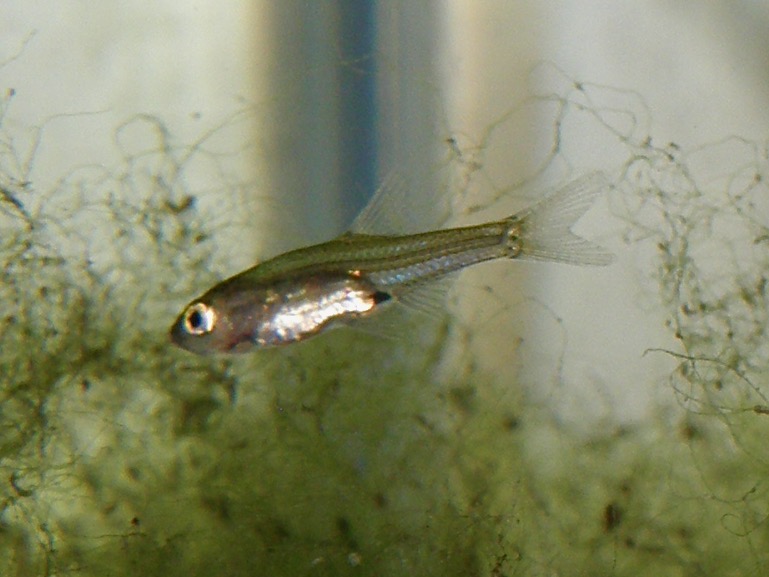 Sawbwa resplendens breeding fry レッドフィンレッドノーズ繁殖