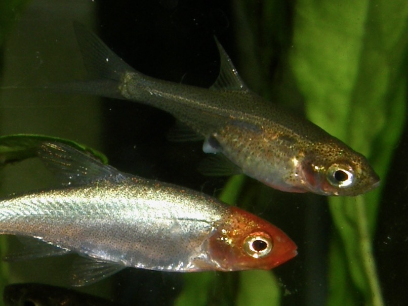 Sawbwa resplendens breeding spawn レッドフィンレッドノーズ繁殖