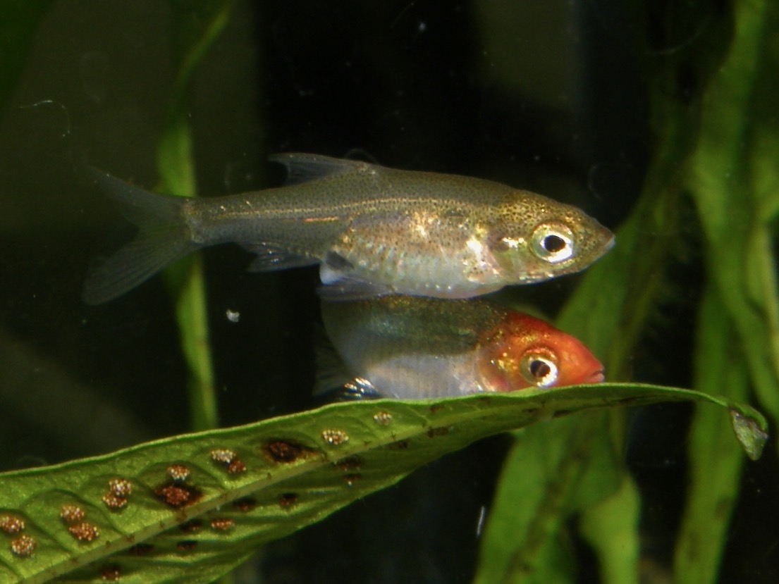 Sawbwa resplendens breeding spawning レッドフィンレッドノーズ繁殖