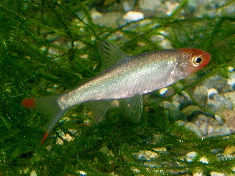 Sawbwa resplendens