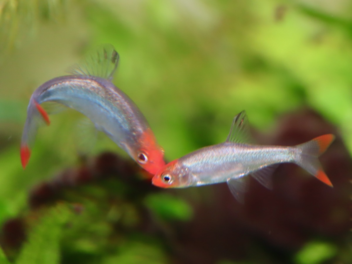 Sawbwa resplendens