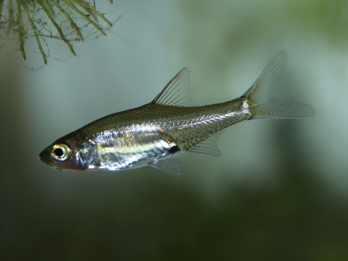 Sawbwa resplendens breeding fry レッドフィンレッドノーズ繁殖