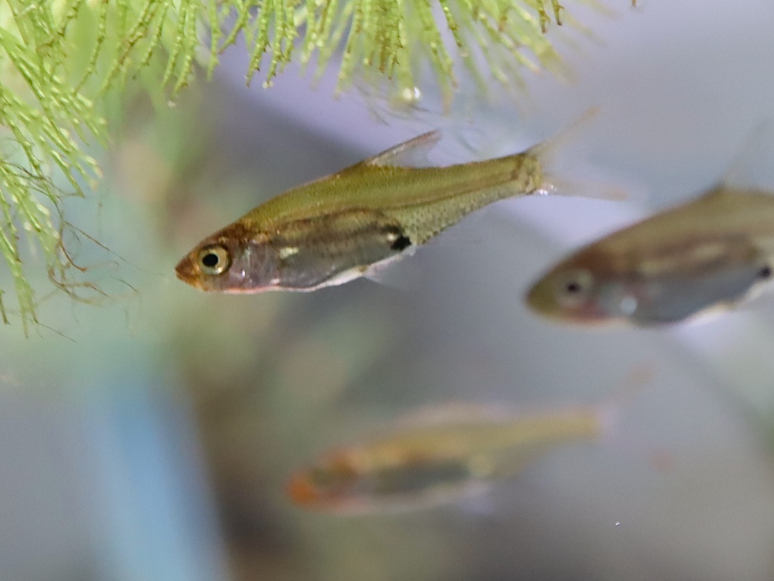 Sawbwa resplendens breeding fry レッドフィンレッドノーズ繁殖