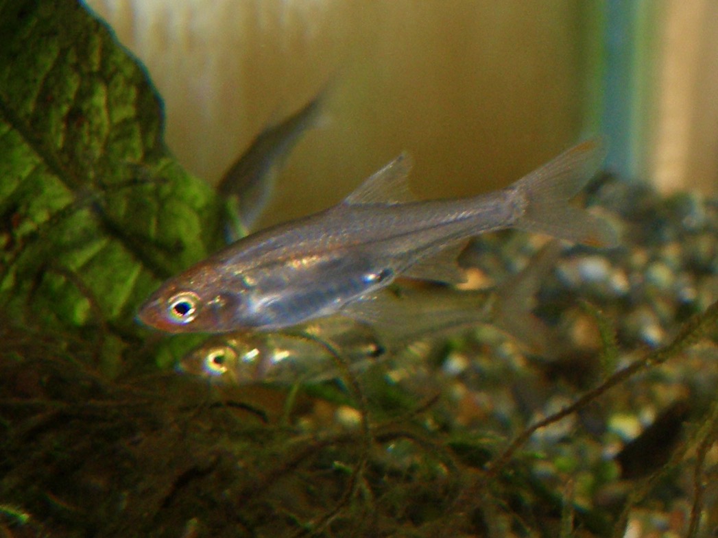 Sawbwa resplendens breeding fry レッドフィンレッドノーズ繁殖