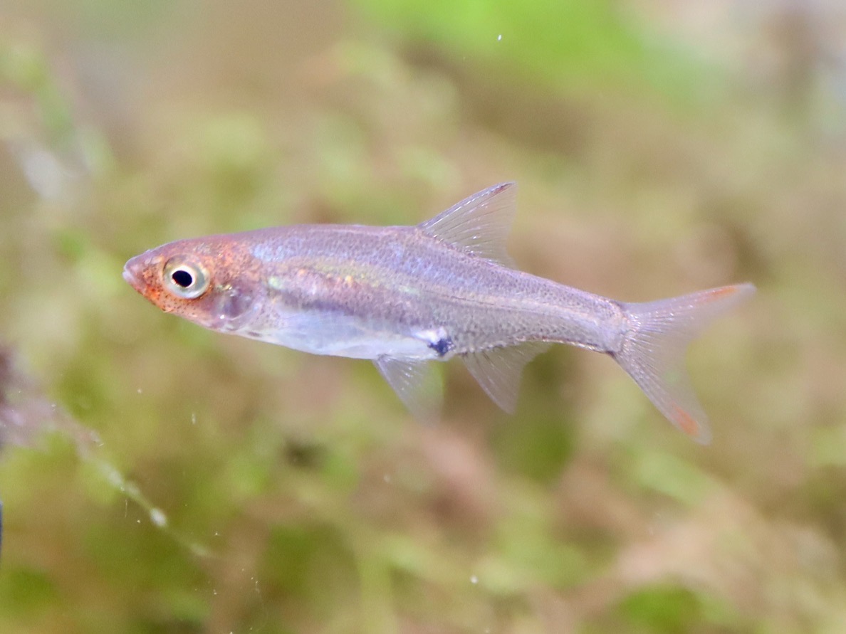 Sawbwa resplendens breeding fry レッドフィンレッドノーズ繁殖