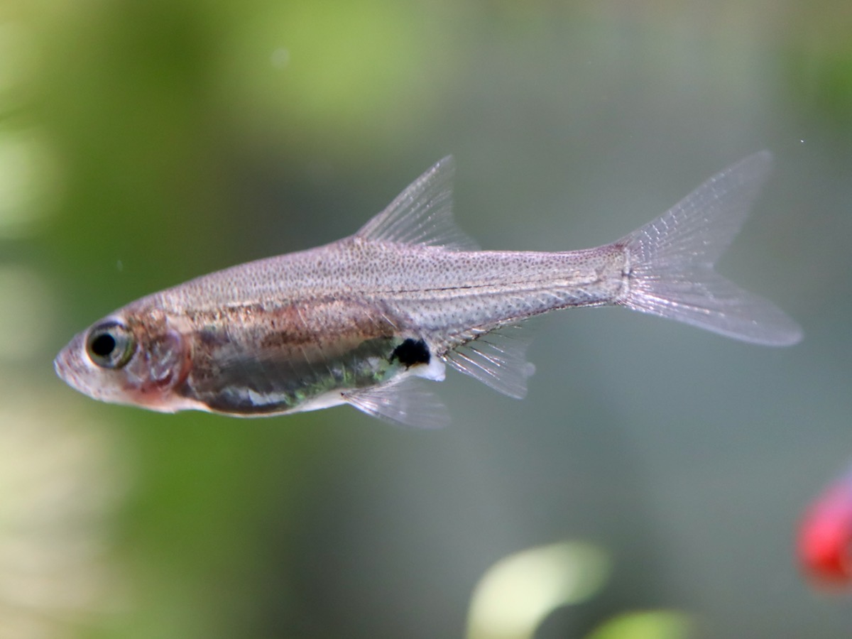 Sawbwa resplendens breeding fry レッドフィンレッドノーズ繁殖