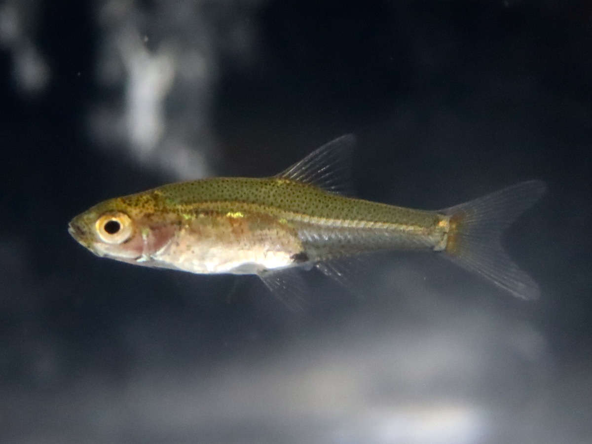 Sawbwa resplendens breeding fry レッドフィンレッドノーズ繁殖