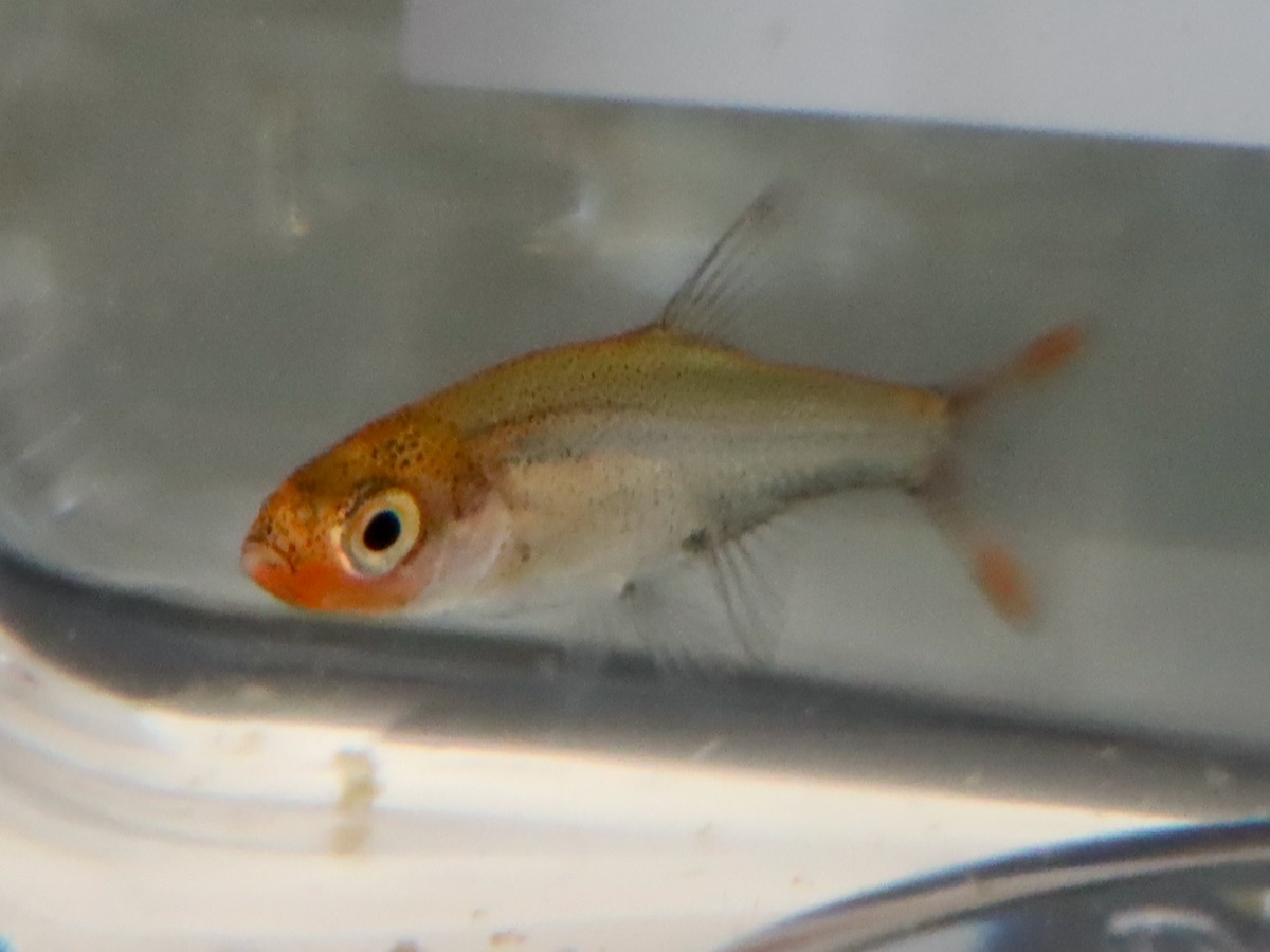 Sawbwa resplendens breeding fry レッドフィンレッドノーズ繁殖