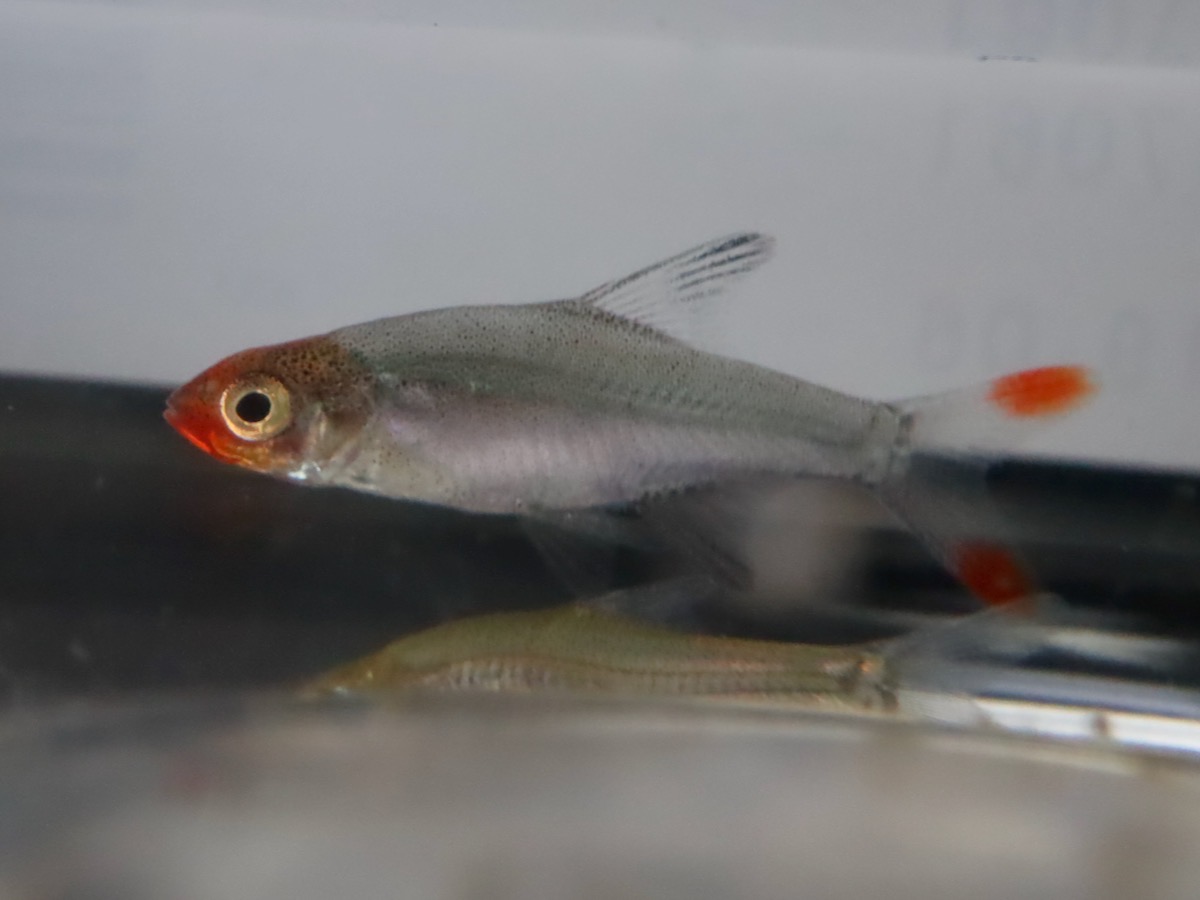 Sawbwa resplendens breeding fry レッドフィンレッドノーズ繁殖