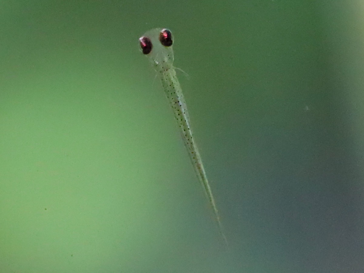 Sawbwa resplendens breeding fry レッドフィンレッドノーズ繁殖