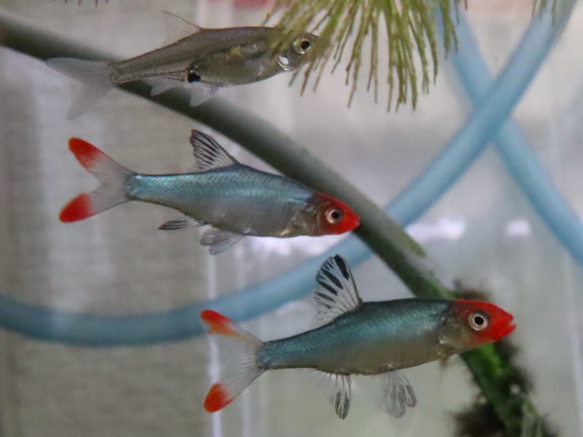 Sawbwa resplendens breeding fry レッドフィンレッドノーズ繁殖