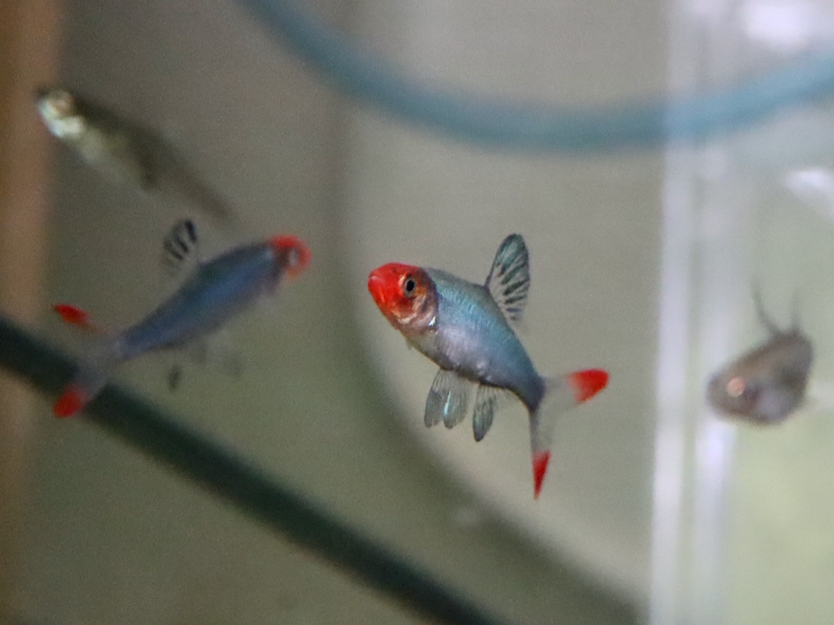 Sawbwa resplendens breeding fry レッドフィンレッドノーズ繁殖