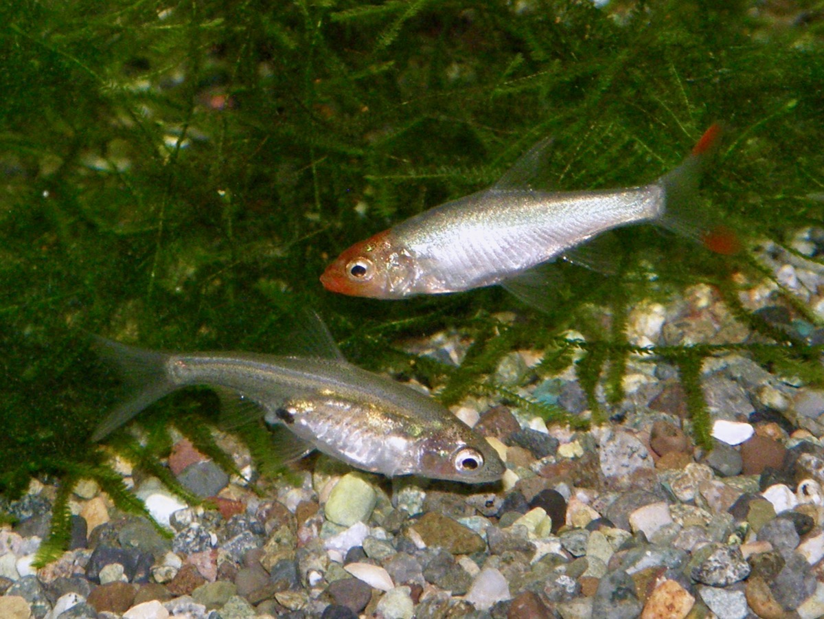 Sawbwa resplendens