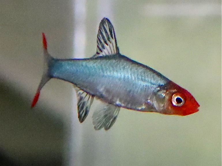 Sawbwa resplendens breeding fry レッドフィンレッドノーズ繁殖