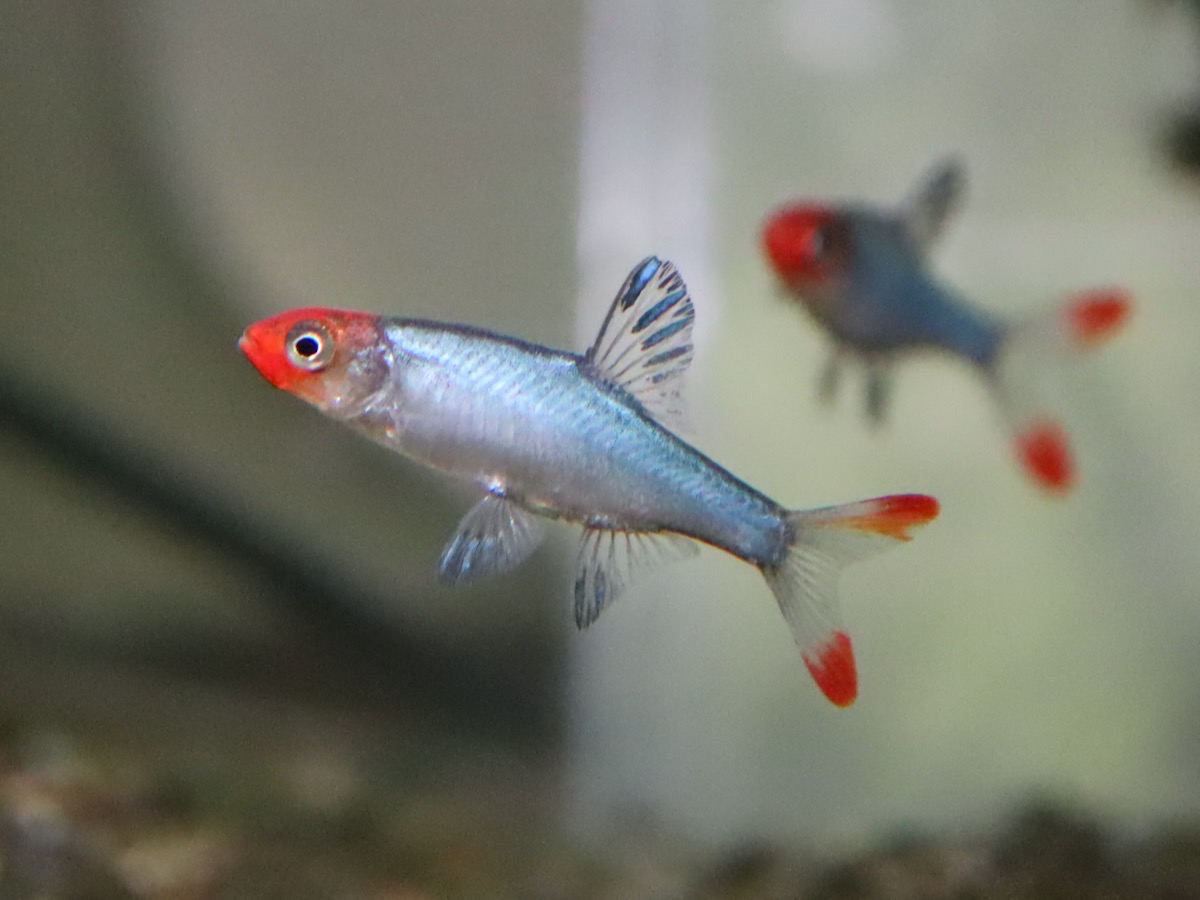 Sawbwa resplendens breeding fry レッドフィンレッドノーズ繁殖