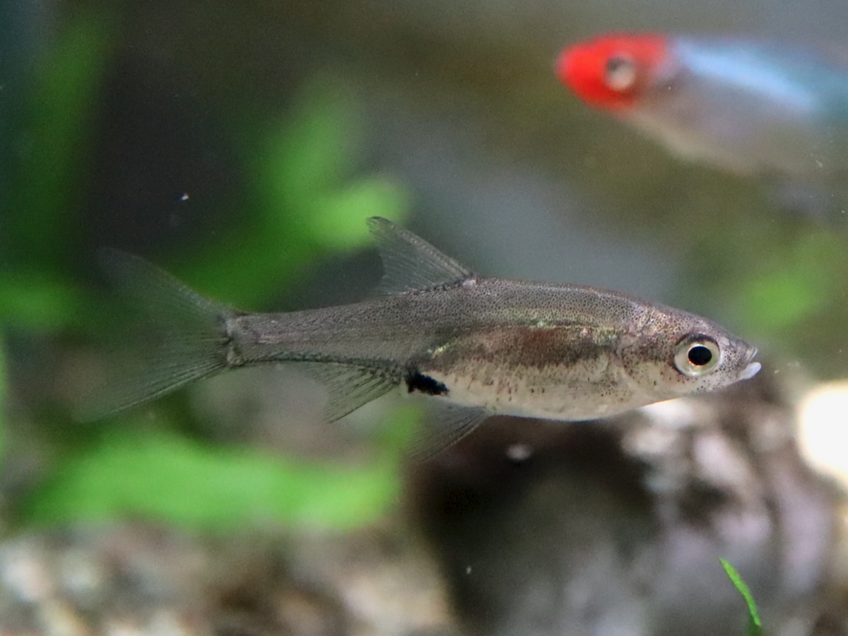 Sawbwa resplendens breeding fry レッドフィンレッドノーズ繁殖