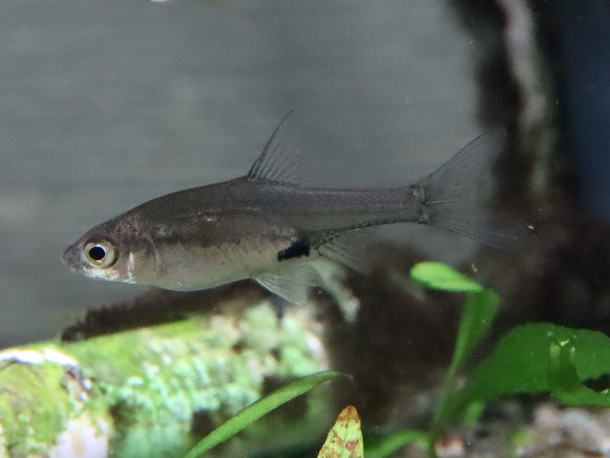 Sawbwa resplendens breeding fry レッドフィンレッドノーズ繁殖