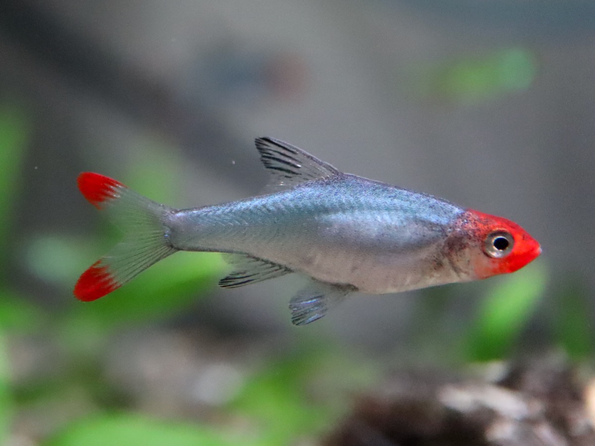 Sawbwa resplendens breeding fry レッドフィンレッドノーズ繁殖