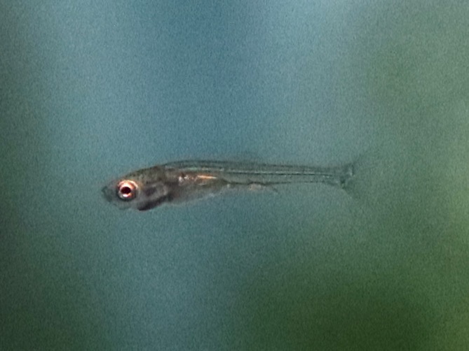 Sawbwa resplendens breeding fry レッドフィンレッドノーズ繁殖