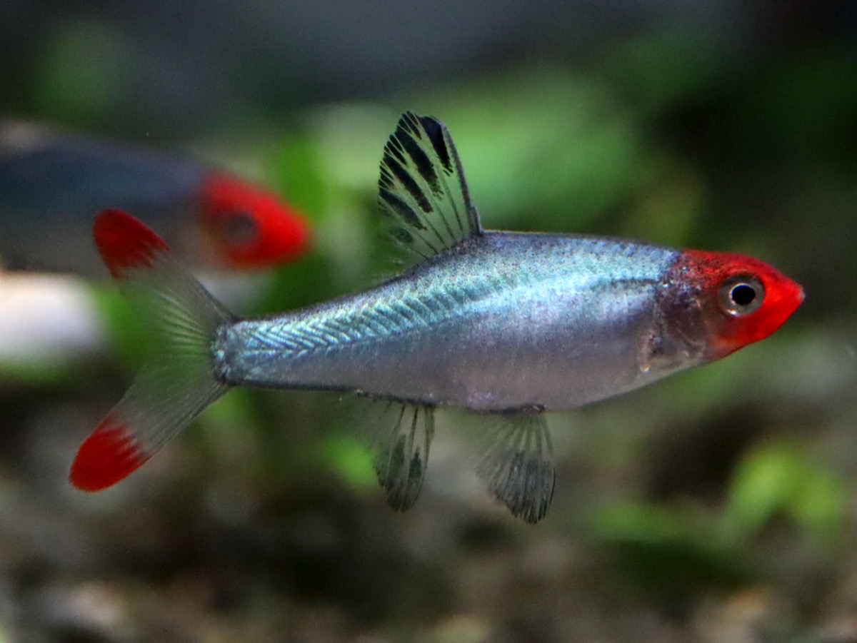 Sawbwa resplendens