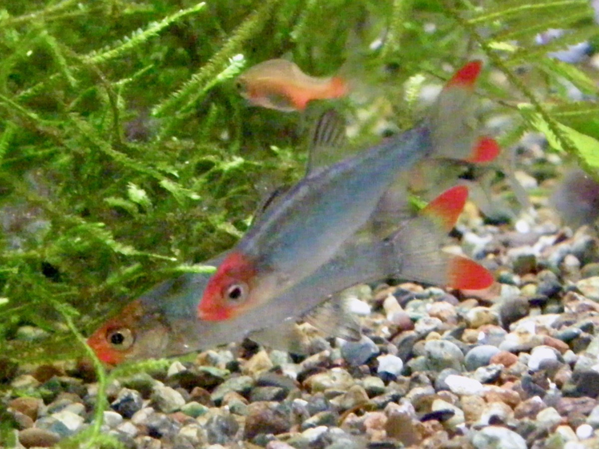 Sawbwa resplendens