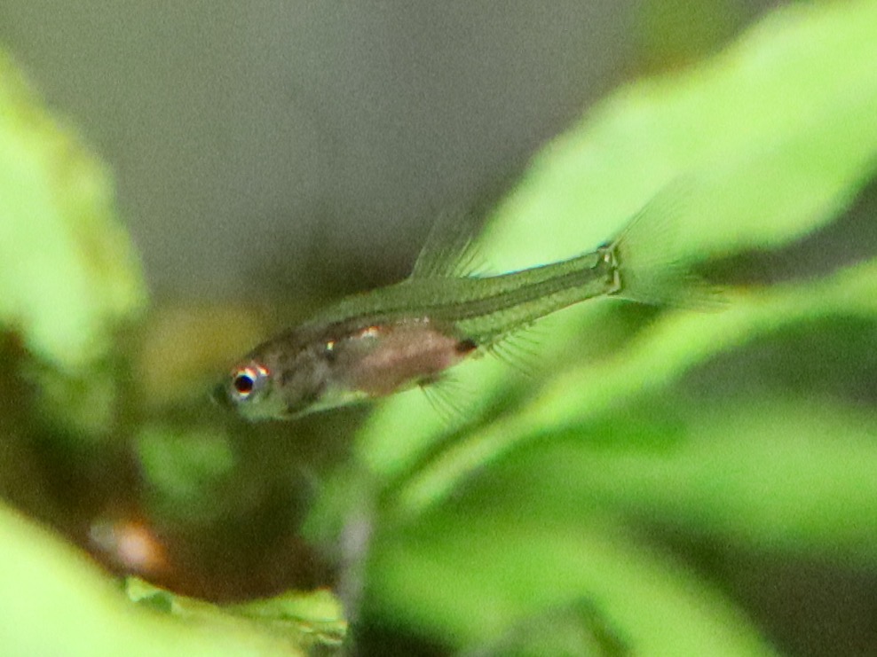 Sawbwa resplendens breeding fry レッドフィンレッドノーズ繁殖