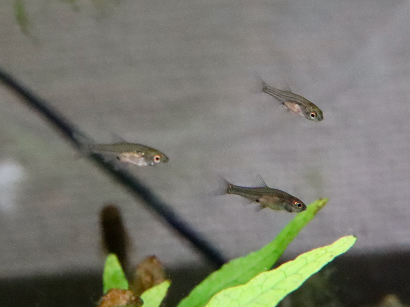 Sawbwa resplendens breeding fry レッドフィンレッドノーズ繁殖