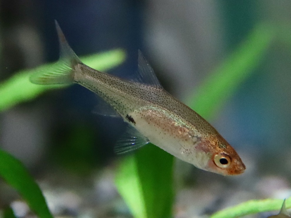 Sawbwa resplendens breeding fry レッドフィンレッドノーズ繁殖