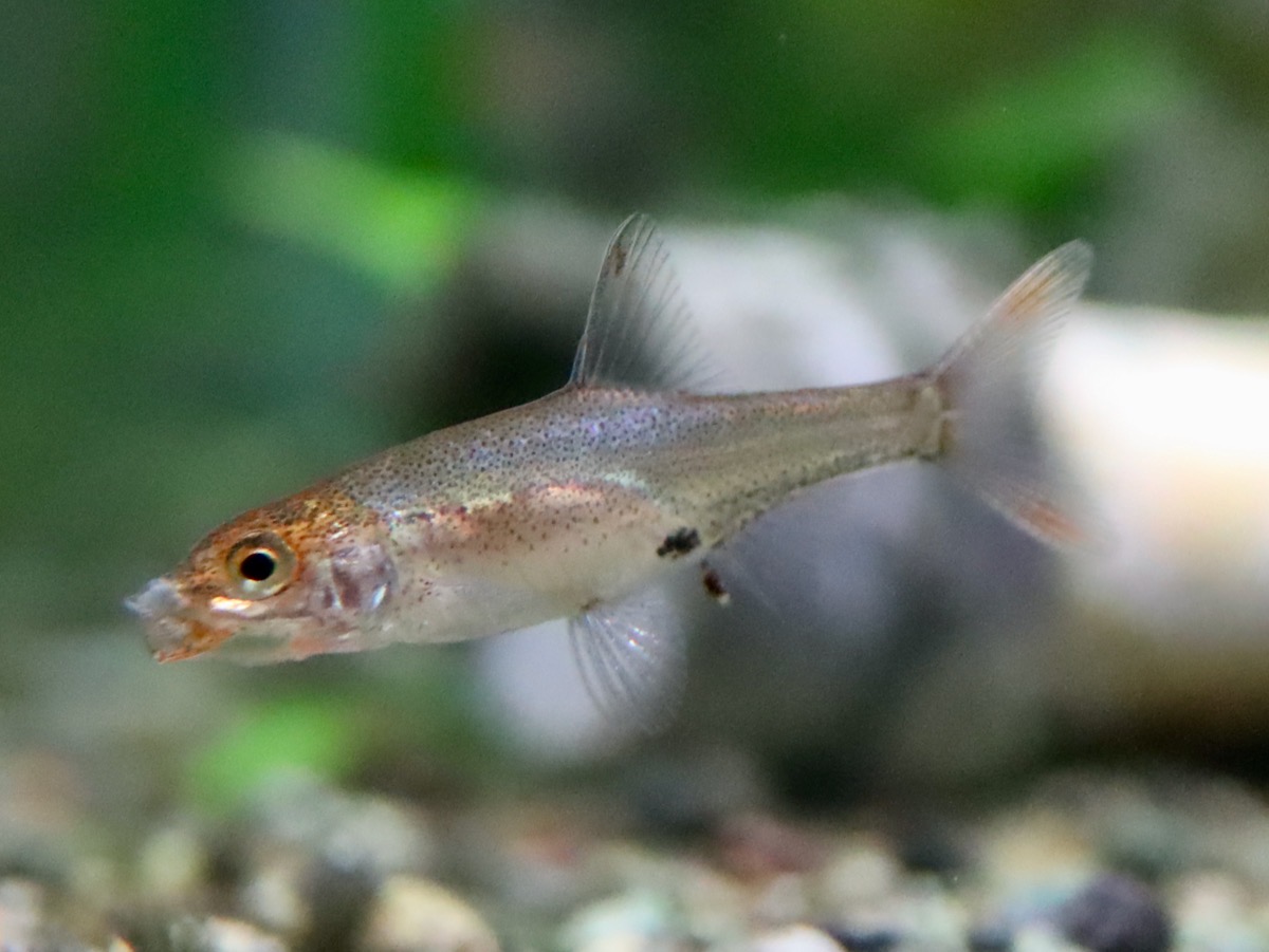 Sawbwa resplendens breeding fry レッドフィンレッドノーズ繁殖