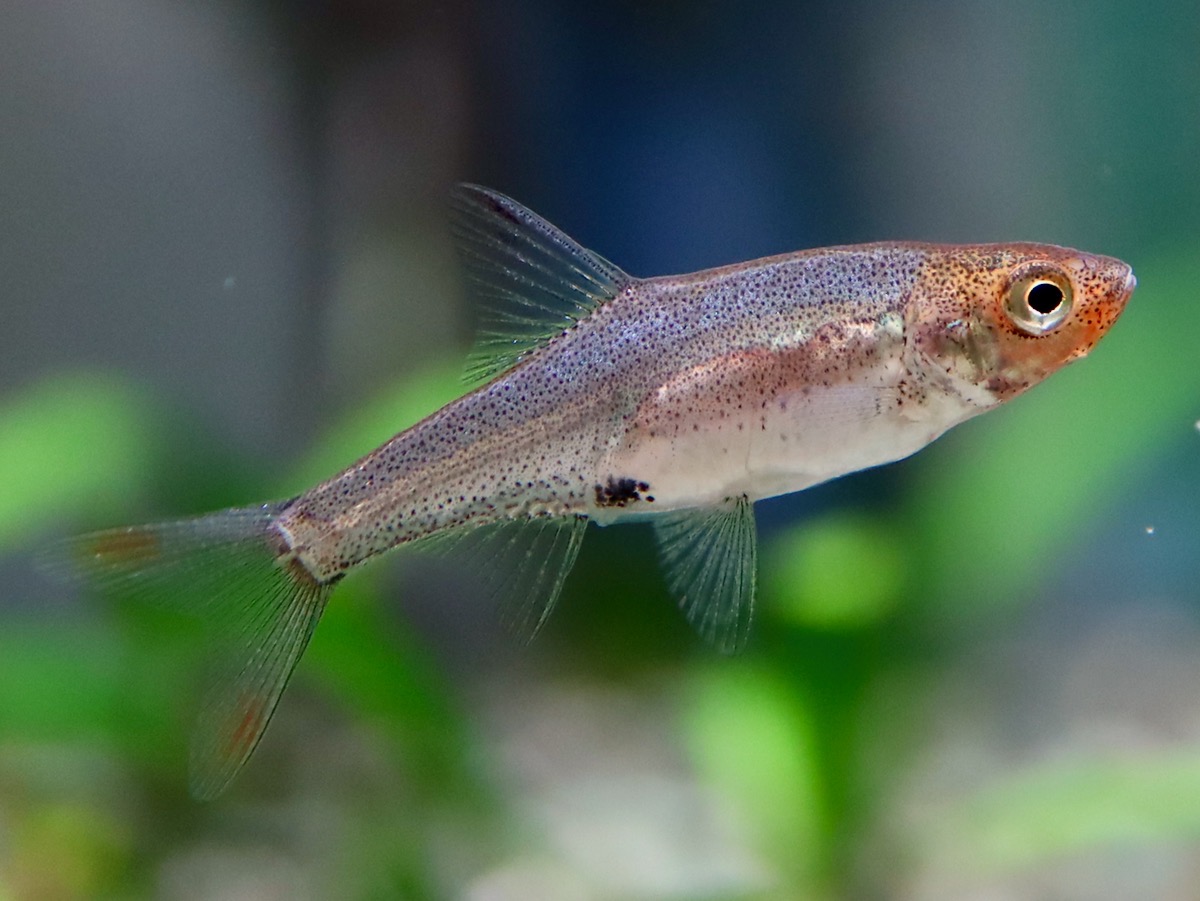 Sawbwa resplendens breeding fry レッドフィンレッドノーズ繁殖