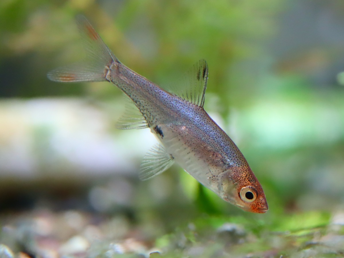 Sawbwa resplendens breeding fry レッドフィンレッドノーズ繁殖