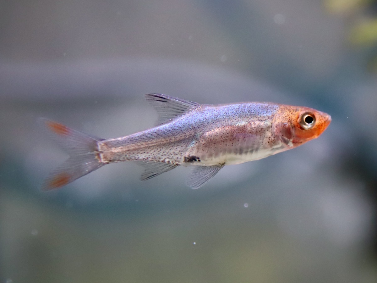 Sawbwa resplendens breeding fry レッドフィンレッドノーズ繁殖