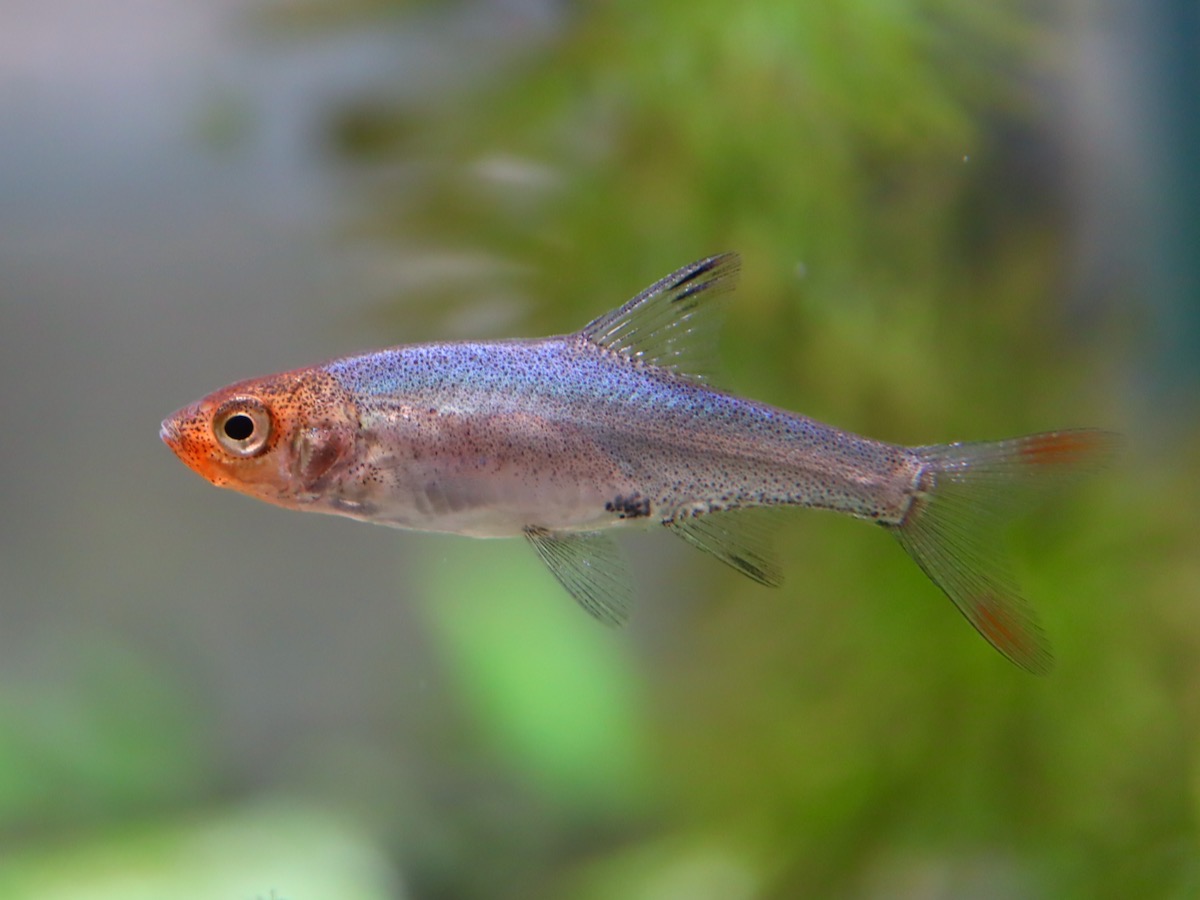 Sawbwa resplendens breeding fry レッドフィンレッドノーズ繁殖