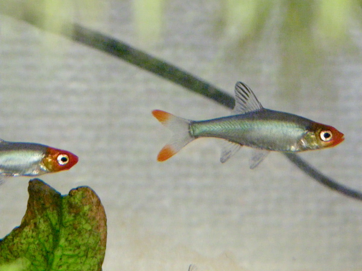 Sawbwa resplendens