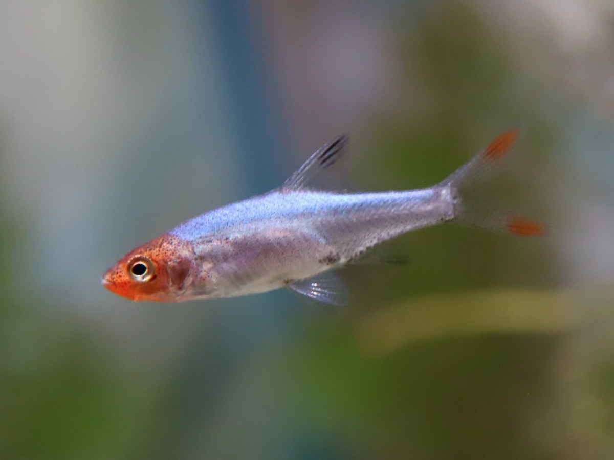 Sawbwa resplendens breeding fry レッドフィンレッドノーズ繁殖