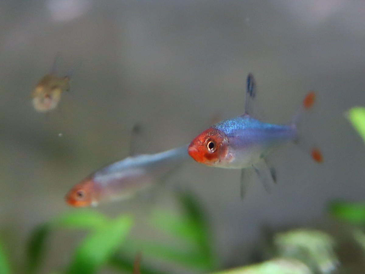 Sawbwa resplendens breeding fry レッドフィンレッドノーズ繁殖