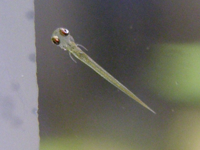 Sawbwa resplendens breeding fry embryo レッドフィンレッドノーズ繁殖